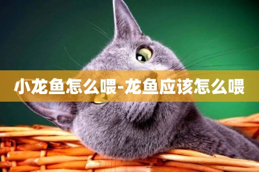 小龍魚怎么喂-龍魚應該怎么喂