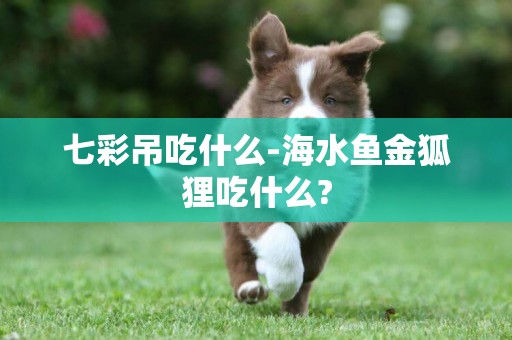 七彩吊吃什么-海水魚金狐貍吃什么?