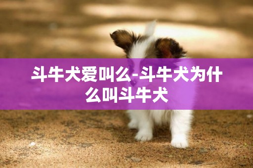 斗牛犬愛叫么-斗牛犬為什么叫斗牛犬