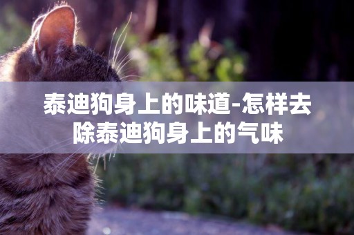 泰迪狗身上的味道-怎樣去除泰迪狗身上的氣味