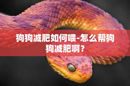 狗狗減肥如何喂-怎么幫狗狗減肥啊？