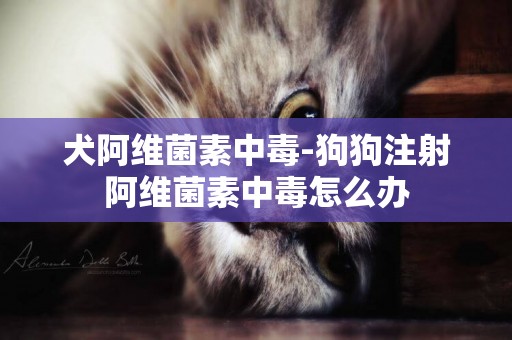 犬阿維菌素中毒-狗狗注射阿維菌素中毒怎么辦