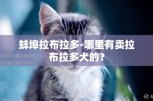 蚌埠拉布拉多-哪里有賣拉布拉多犬的？