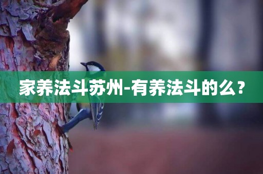 家養法斗蘇州-有養法斗的么？