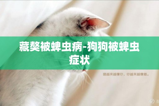 藏獒被蜱蟲病-狗狗被蜱蟲癥狀