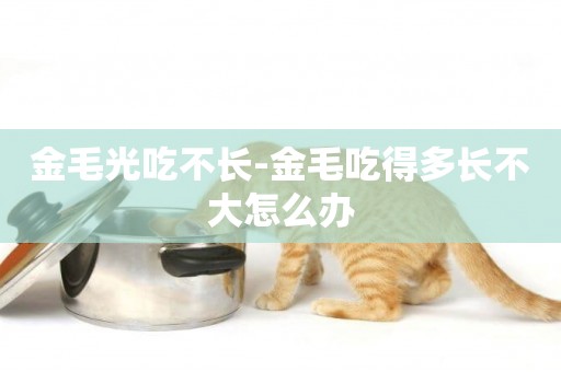 金毛光吃不長-金毛吃得多長不大怎么辦