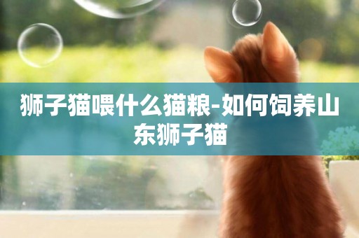 獅子貓喂什么貓糧-如何飼養山東獅子貓