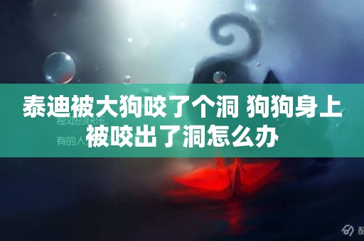 泰迪被大狗咬了個洞 狗狗身上被咬出了洞怎么辦 泰迪被大狗咬了個洞 狗狗身上被咬出了洞怎么辦