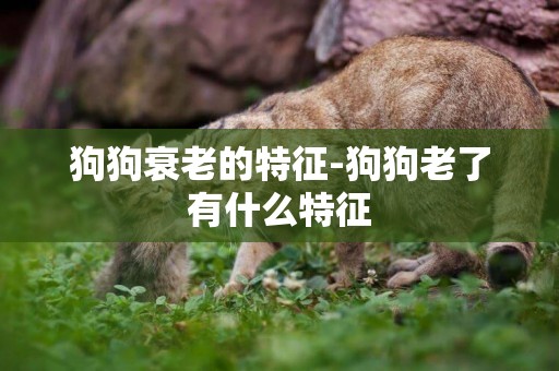 狗狗衰老的特征-狗狗老了有什么特征