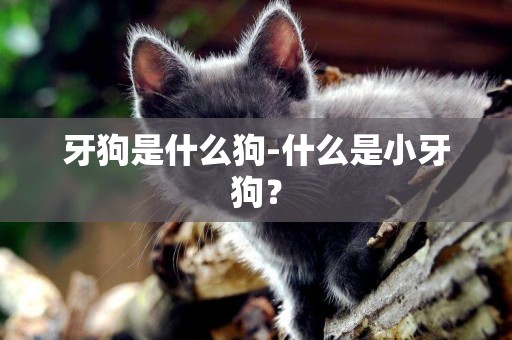 牙狗是什么狗-什么是小牙狗？