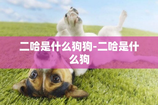 二哈是什么狗狗-二哈是什么狗