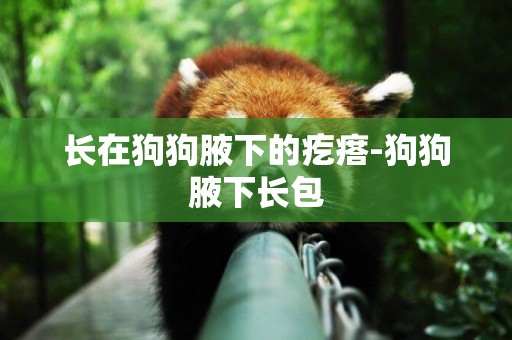 長在狗狗腋下的疙瘩-狗狗腋下長包