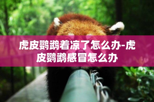 虎皮鸚鵡著涼了怎么辦-虎皮鸚鵡感冒怎么辦
