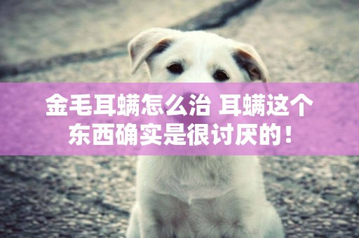 金毛耳螨怎么治 耳螨這個東西確實是很討厭的！