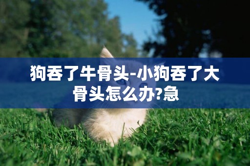 狗吞了牛骨頭-小狗吞了大骨頭怎么辦?急