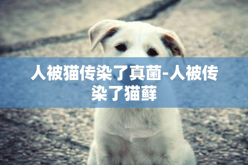 人被貓傳染了真菌-人被傳染了貓蘚