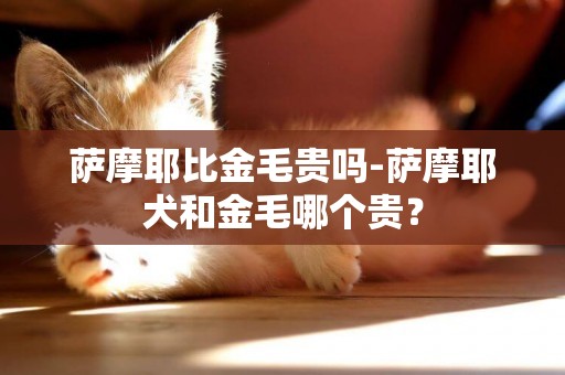 薩摩耶比金毛貴嗎-薩摩耶犬和金毛哪個貴？