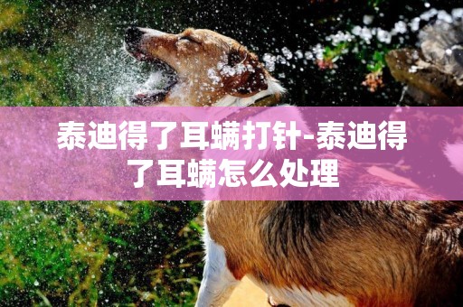 泰迪得了耳螨打針-泰迪得了耳螨怎么處理