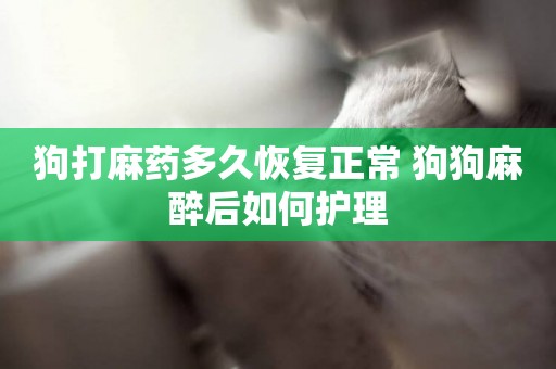 狗打麻藥多久恢復正常 狗狗麻醉后如何護理