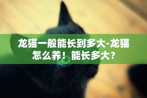 龍貓一般能長到多大-龍貓怎么養！能長多大？
