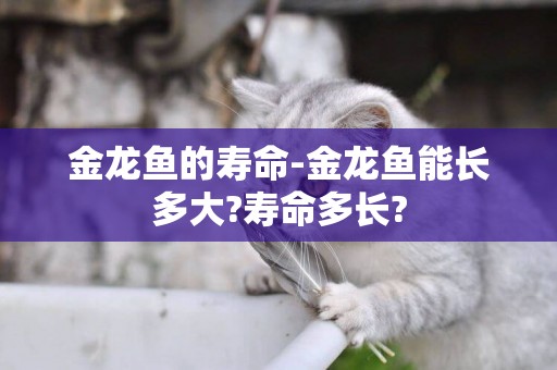 金龍魚的壽命-金龍魚能長多大?壽命多長?