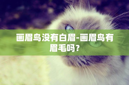 畫眉鳥沒有白眉-畫眉鳥有眉毛嗎？
