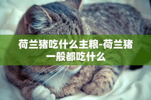 荷蘭豬吃什么主糧-荷蘭豬一般都吃什么