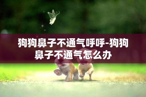 狗狗鼻子不通氣呼呼-狗狗鼻子不通氣怎么辦