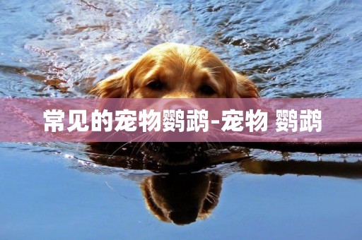 常見的寵物鸚鵡-寵物 鸚鵡