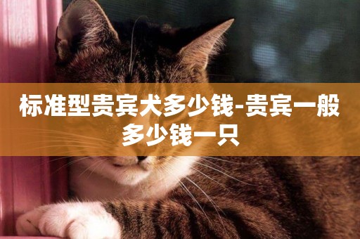 標準型貴賓犬多少錢-貴賓一般多少錢一只