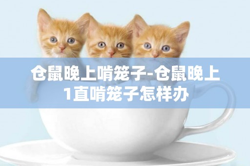 倉鼠晚上啃籠子-倉鼠晚上1直啃籠子怎樣辦