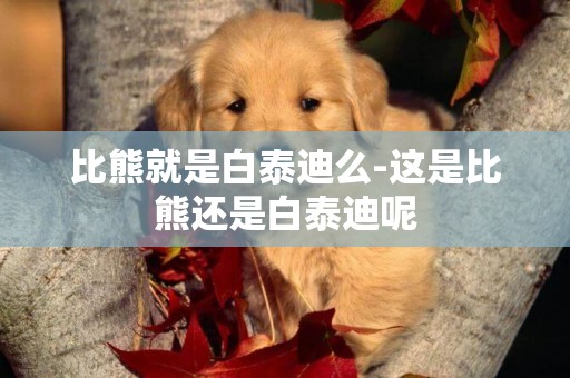 比熊就是白泰迪么-這是比熊還是白泰迪呢