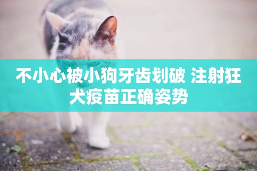 不小心被小狗牙齒劃破 注射狂犬疫苗正確姿勢