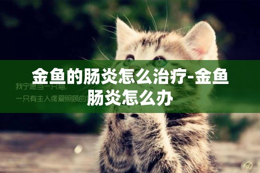 金魚的腸炎怎么治療-金魚腸炎怎么辦