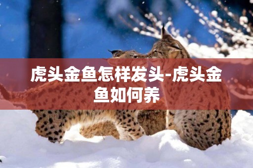 虎頭金魚怎樣發頭-虎頭金魚如何養
