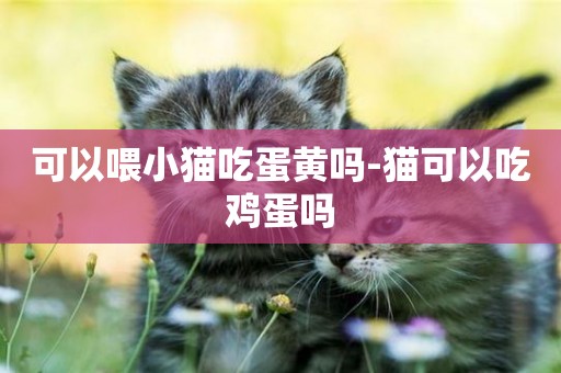 可以喂小貓吃蛋黃嗎-貓可以吃雞蛋嗎