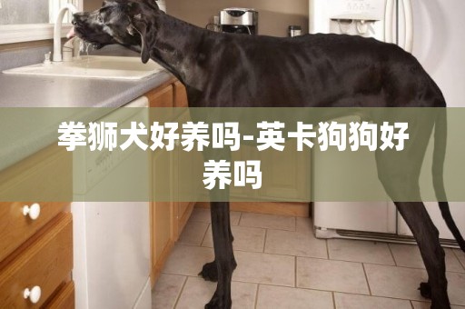 拳獅犬好養嗎-英卡狗狗好養嗎