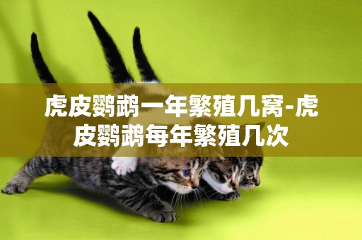 虎皮鸚鵡一年繁殖幾窩-虎皮鸚鵡每年繁殖幾次