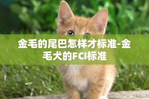 金毛的尾巴怎樣才標準-金毛犬的FCI標準