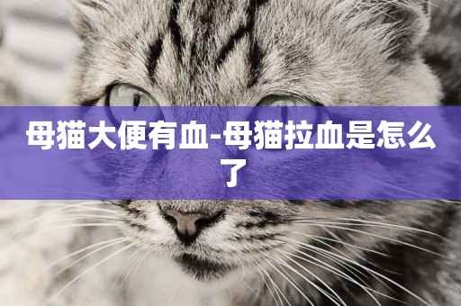 母貓大便有血-母貓拉血是怎么了