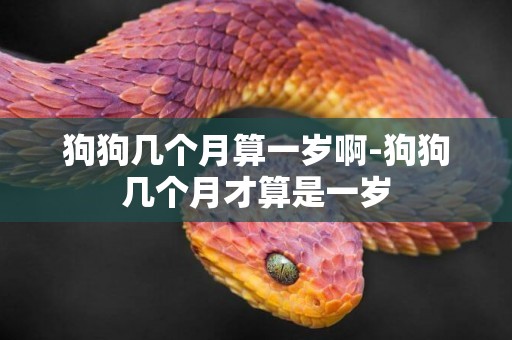 狗狗幾個月算一歲啊-狗狗幾個月才算是一歲