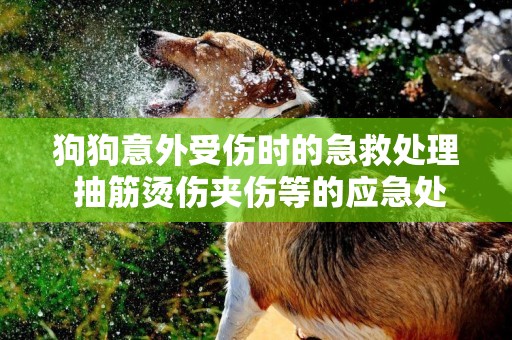 狗狗意外受傷時的急救處理 抽筋燙傷夾傷等的應急處理辦法