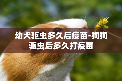 幼犬驅蟲多久后疫苗-狗狗驅蟲后多久打疫苗