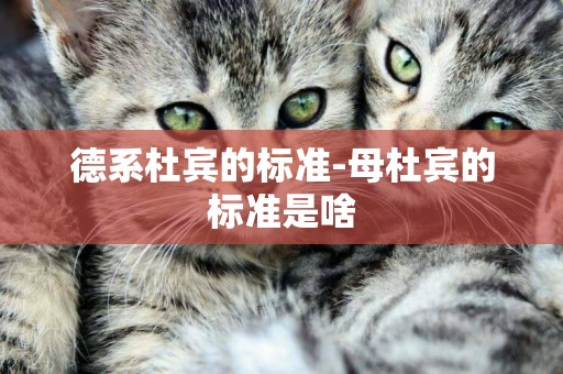 德系杜賓的標準-母杜賓的標準是啥