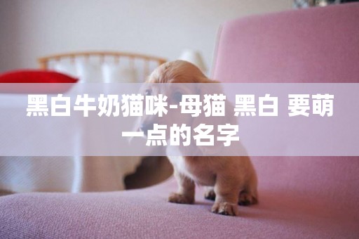黑白牛奶貓咪-母貓 黑白 要萌一點的名字