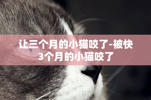讓三個月的小貓咬了-被快3個月的小貓咬了