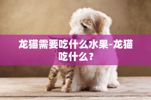 龍貓需要吃什么水果-龍貓吃什么？