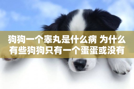 狗狗一個睪丸是什么病 為什么有些狗狗只有一個蛋蛋或沒有