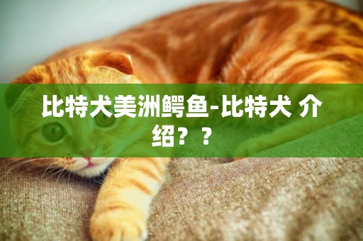 比特犬美洲鱷魚-比特犬 介紹？？