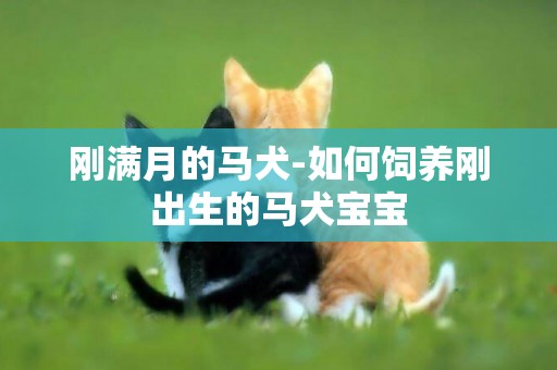 剛滿月的馬犬-如何飼養剛出生的馬犬寶寶